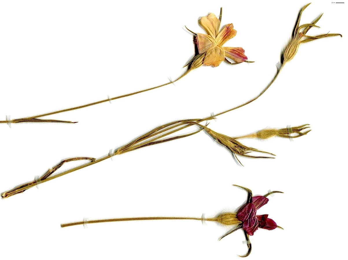 Agrostemma githago (Caryophyllaceae)